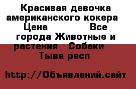 Красивая девочка американского кокера › Цена ­ 35 000 - Все города Животные и растения » Собаки   . Тыва респ.